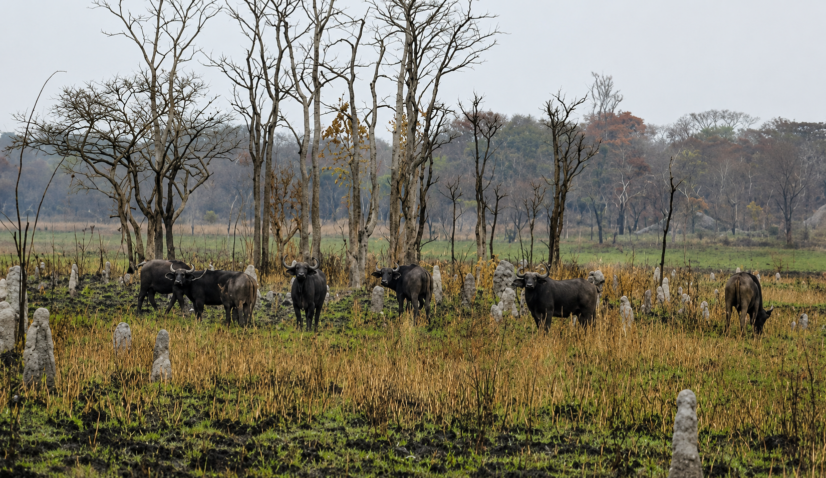 Cape buffalo herd grazing among termite mounds on the dambo
