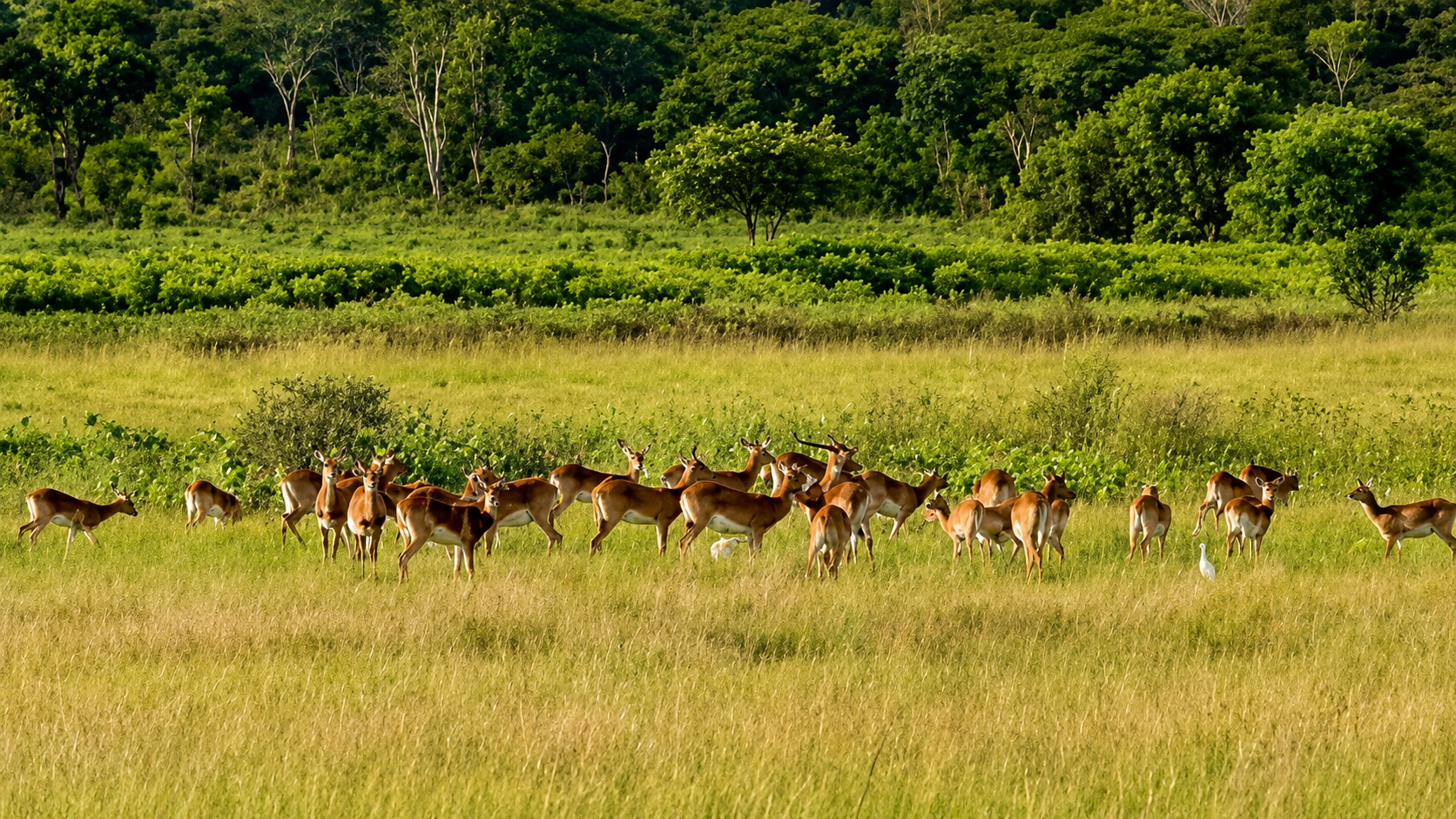 A herd of lechwe grazing across green dambo grassland at the forest edge