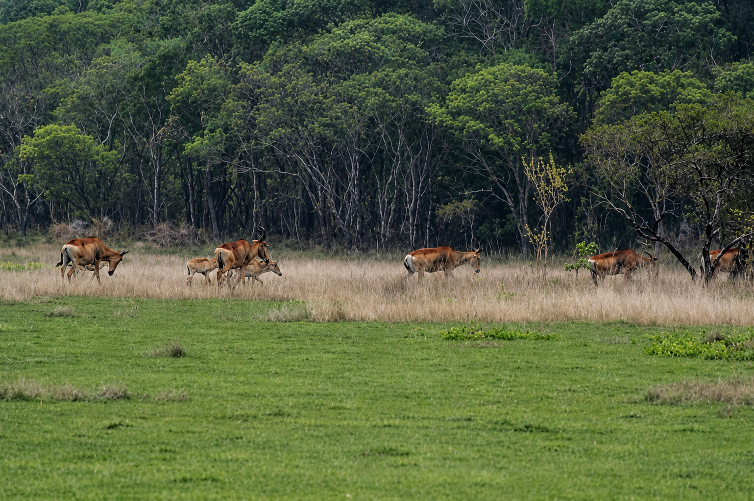 Hartebeest herd with young moving along the dambo edge at the forest margin