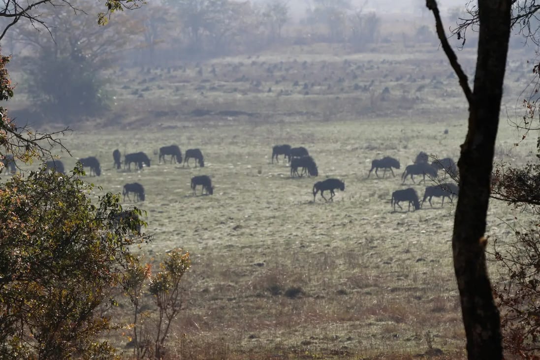 Misty dambo plain at first light