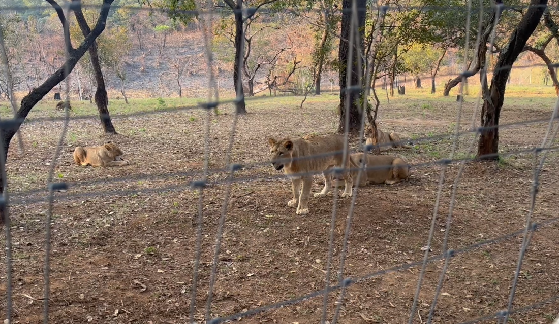 Lions in the conservancy's predator restoration enclosure