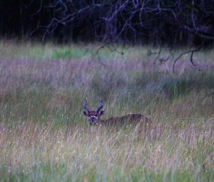 Dusk over the grassland at the forest edge — the predator's hour