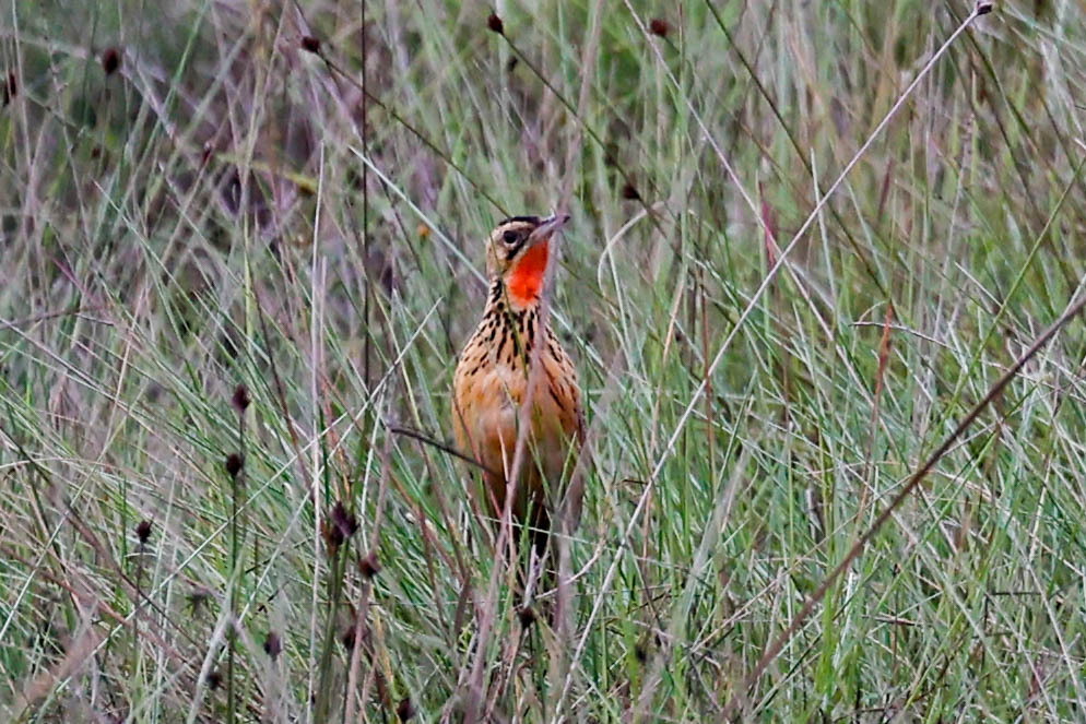 Grimwood's Longclaw