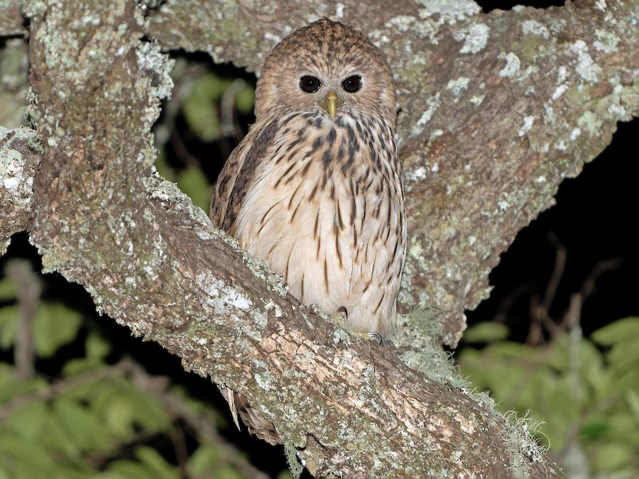 Vermiculated Fishing-Owl