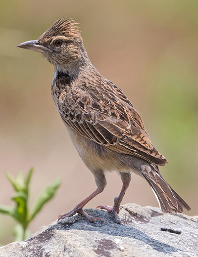 Rufous-naped Lark