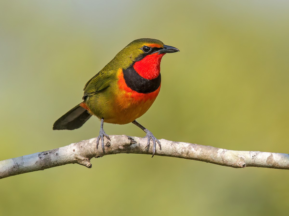 Gorgeous Bushshrike