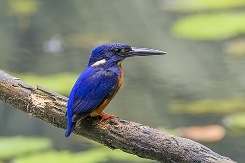 Shining-blue Kingfisher