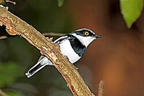 Margaret's Batis