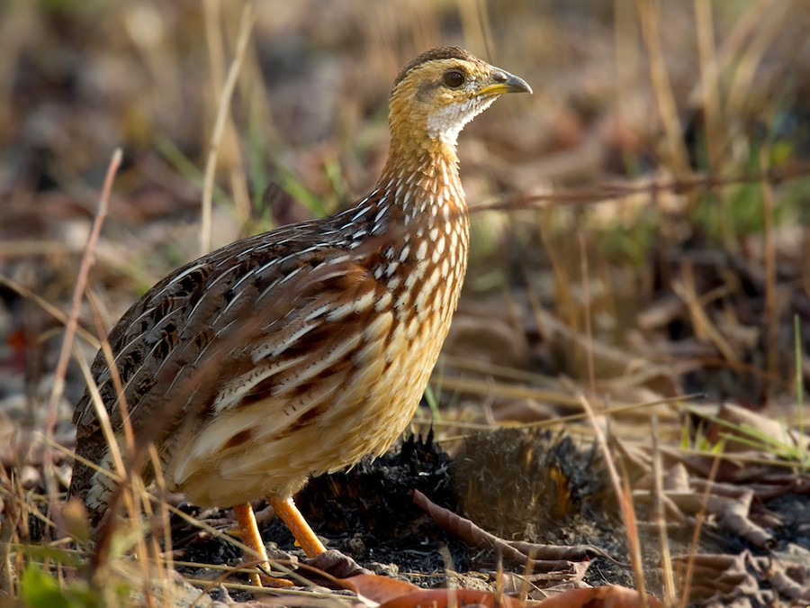 White-throated Francolin