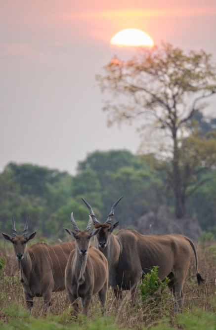 Eland herd at sunset on the open plain