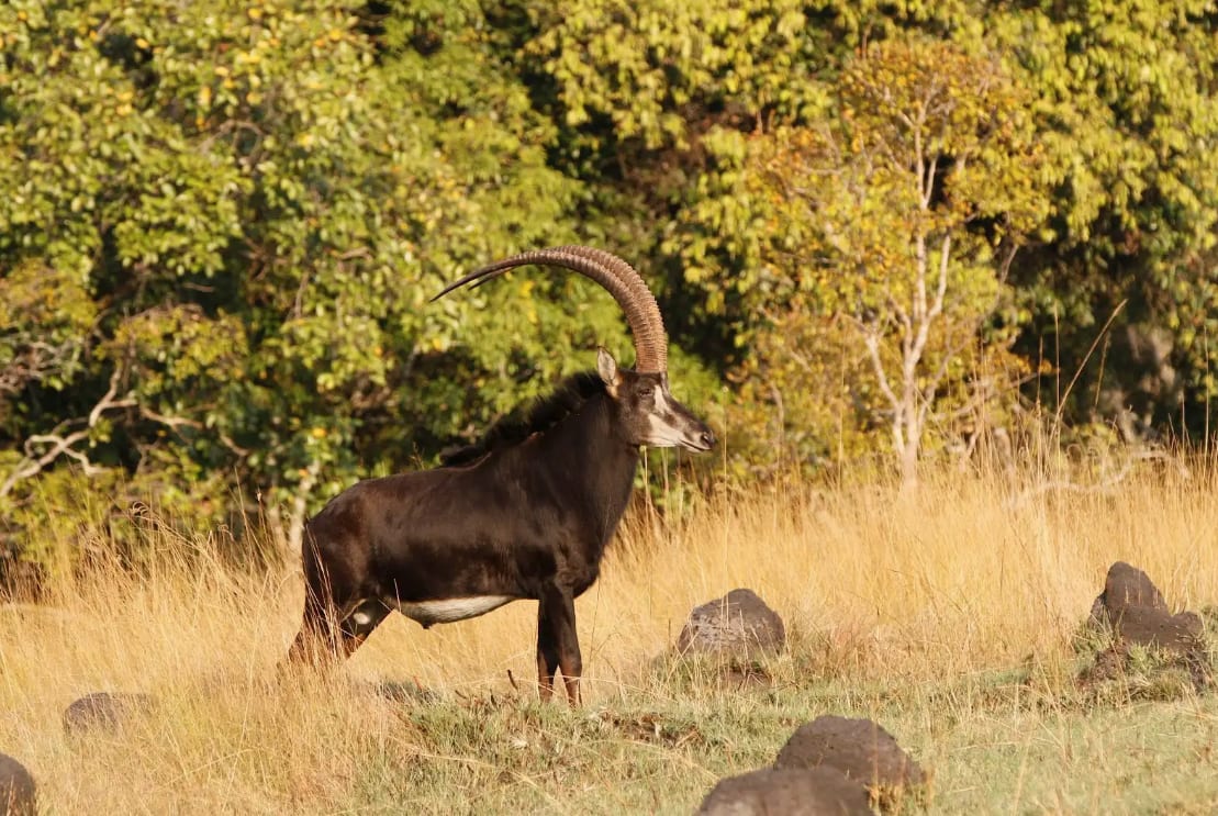Sable bull in golden grass at the woodland edge