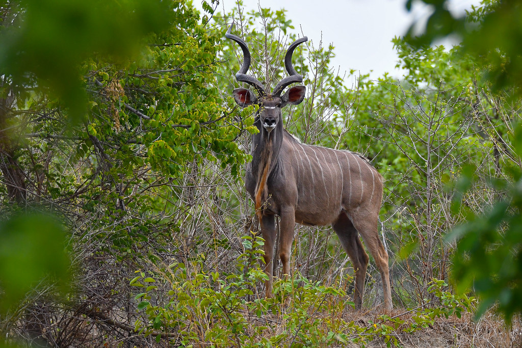 Greater kudu bull with full spiral horns at the woodland edge