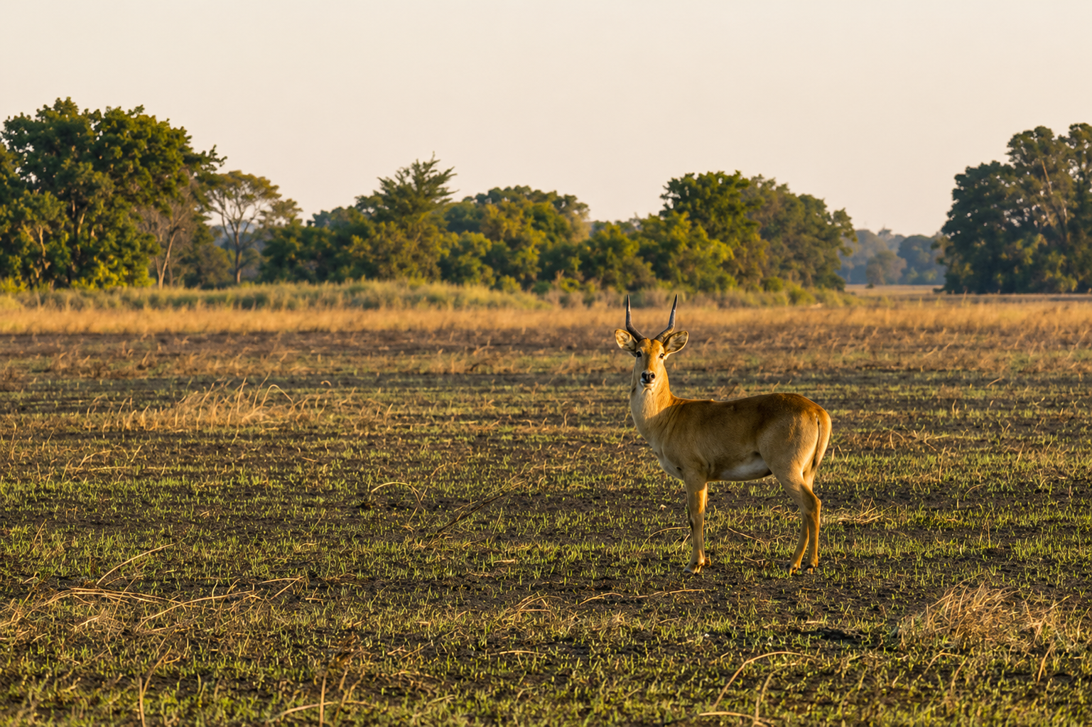 Puku ram on the open plain in golden evening light
