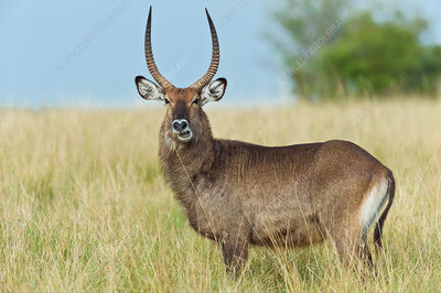 Defassa waterbuck bull in golden dambo grass