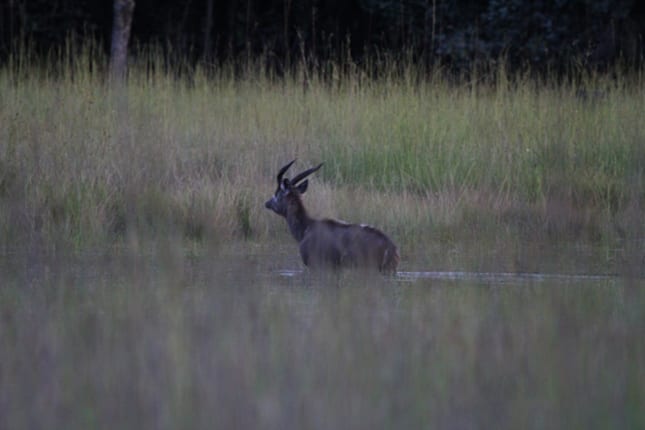 Sitatunga at the Water