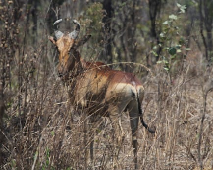 Lichtenstein's Hartebeest