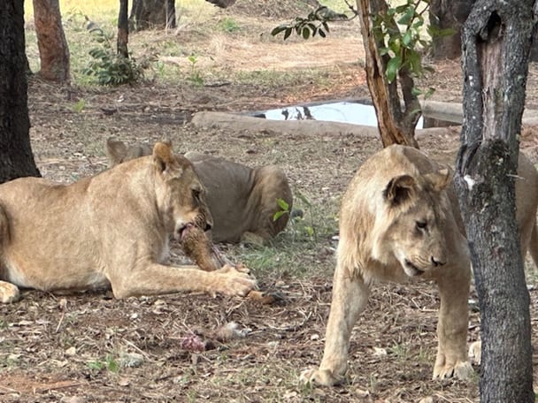 Full-bleed: Lions at Zambezi Nsulu — the four resident lions in their enclosure