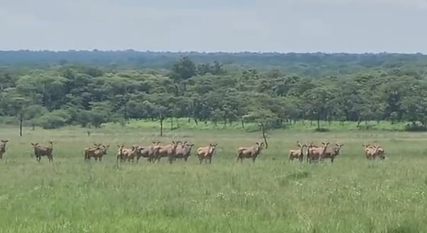 Herd on the Green Dambo