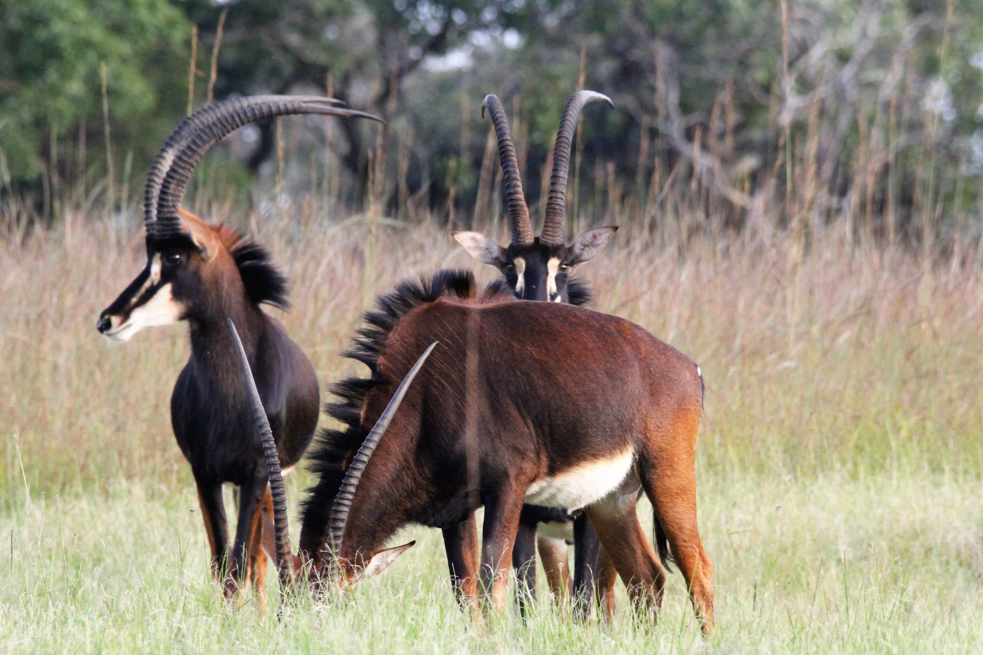 Sable Grazing