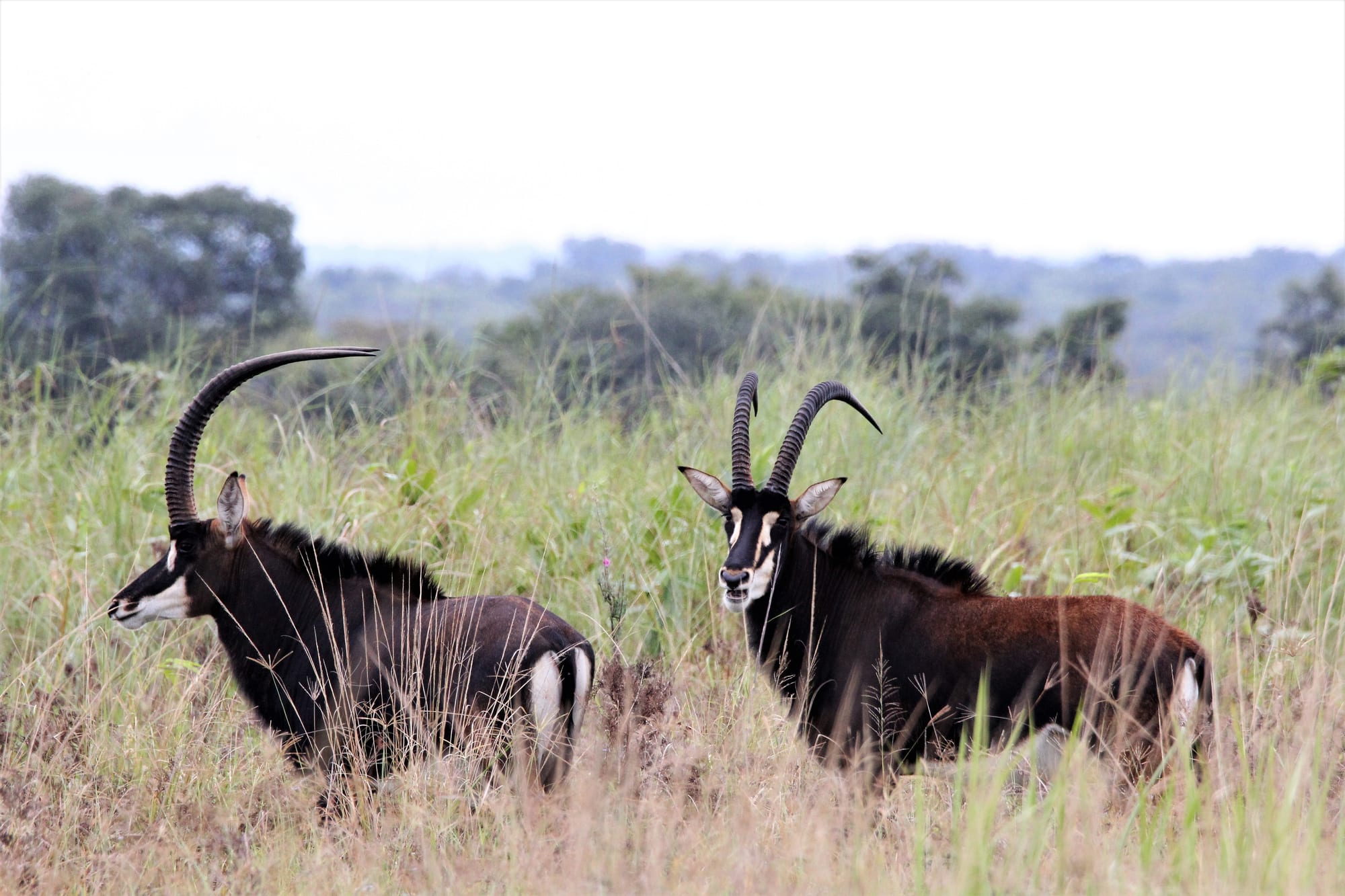 Bull and Cow