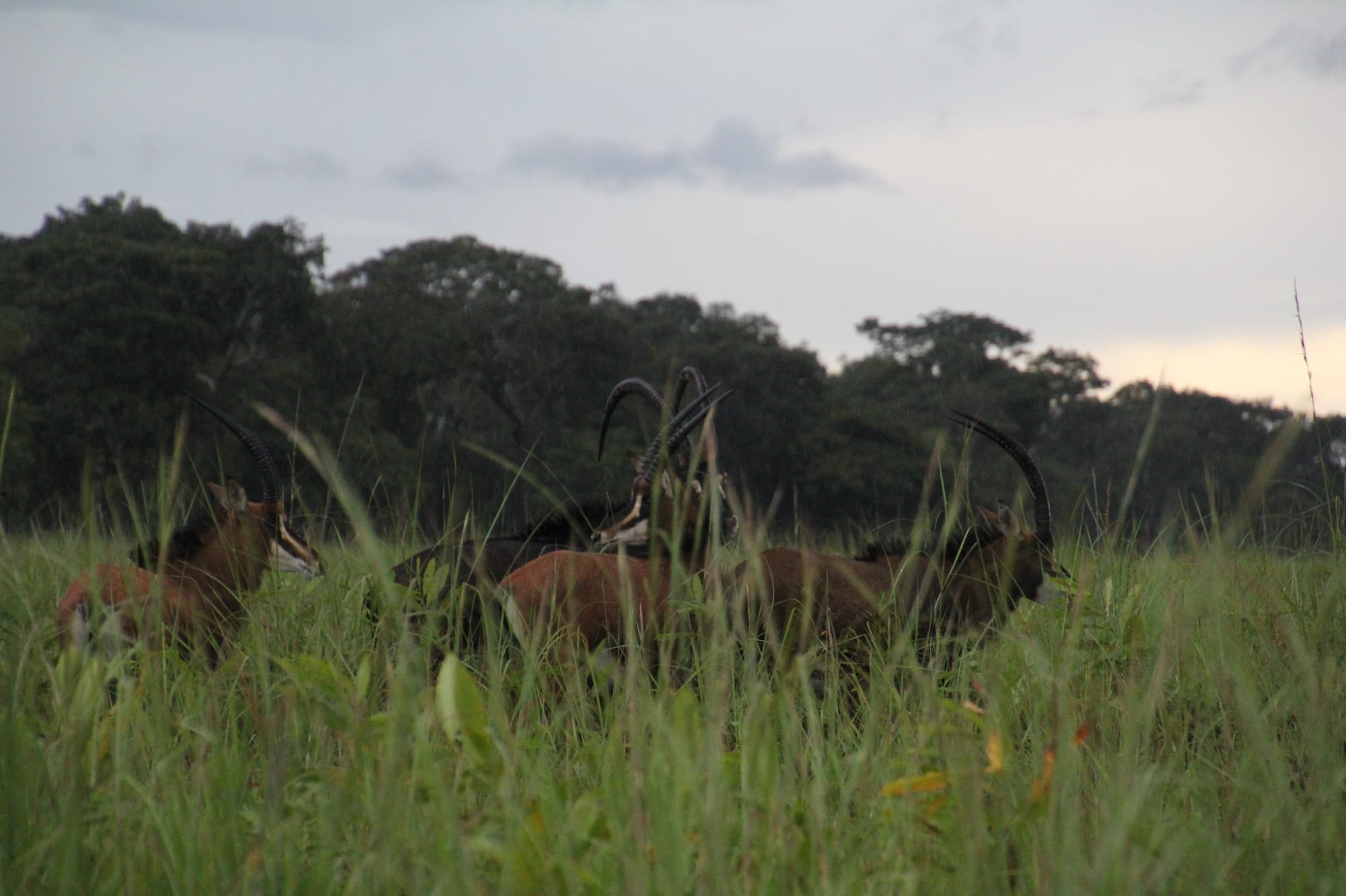 Game-viewing across the dambo at Zambezi Nsulu