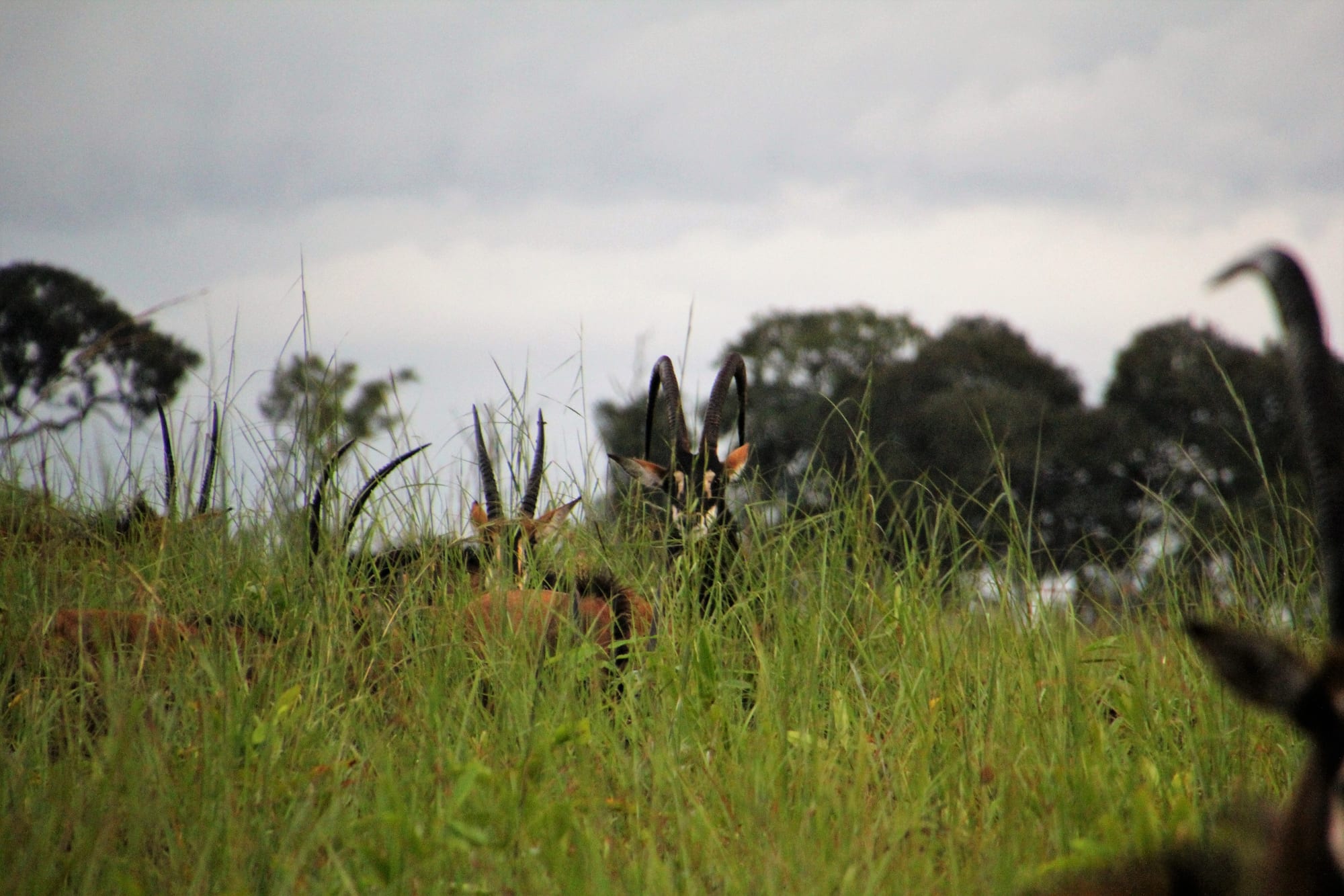 Antelope at Dawn