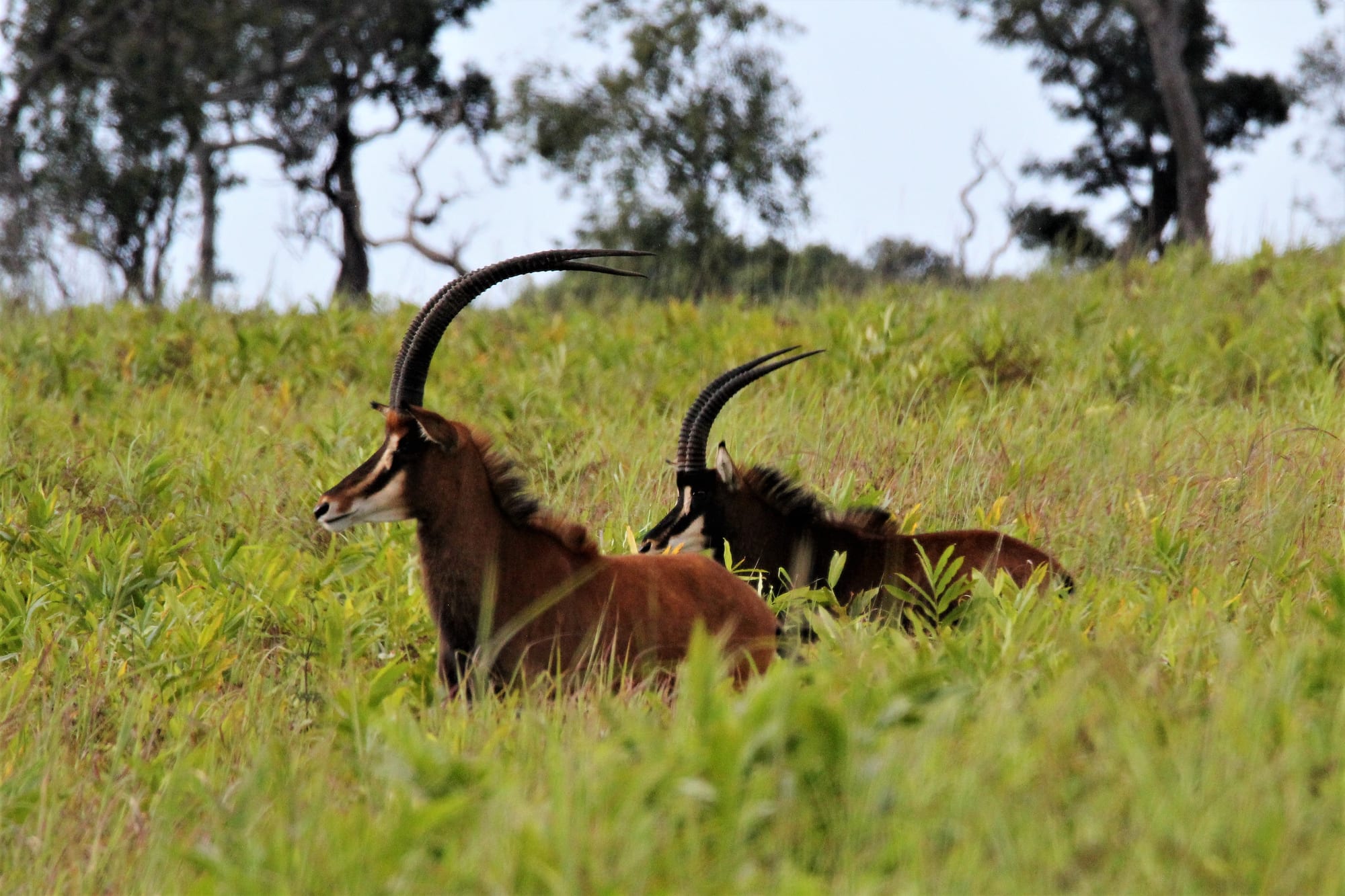 Sable Pair