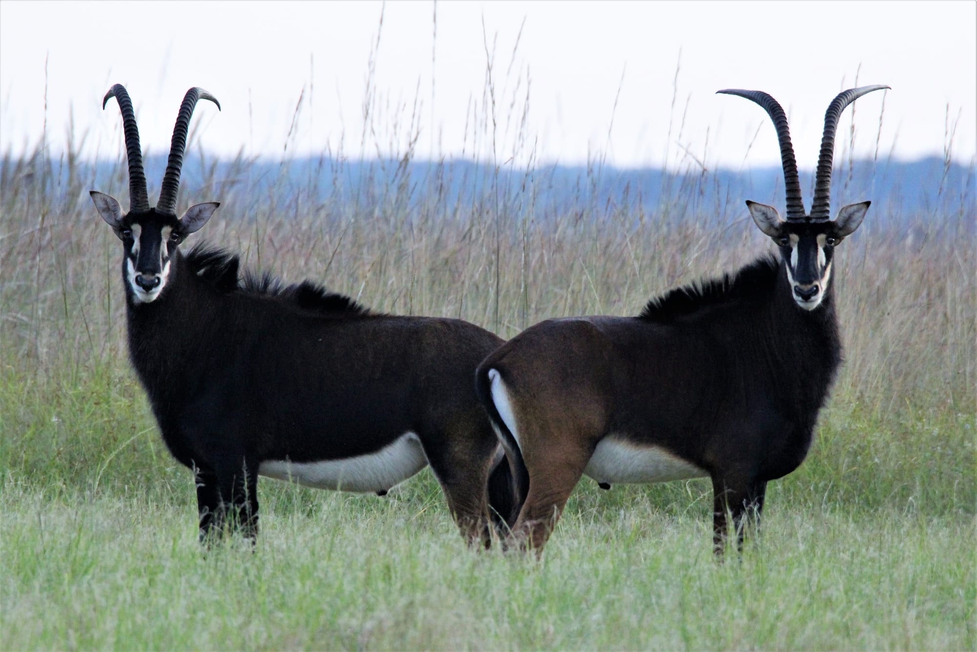 Two Bulls in Tall Grass