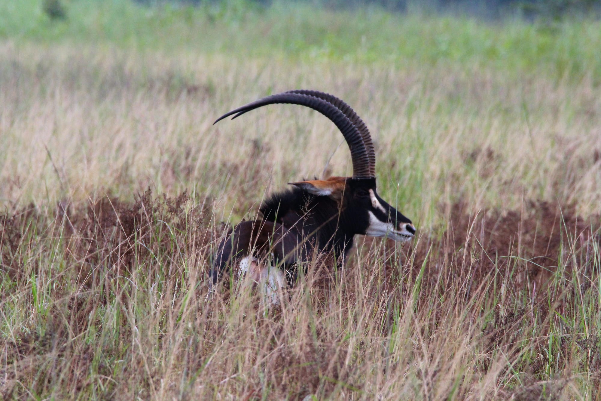 Wildlife at Zambezi Nsulu Conservancy