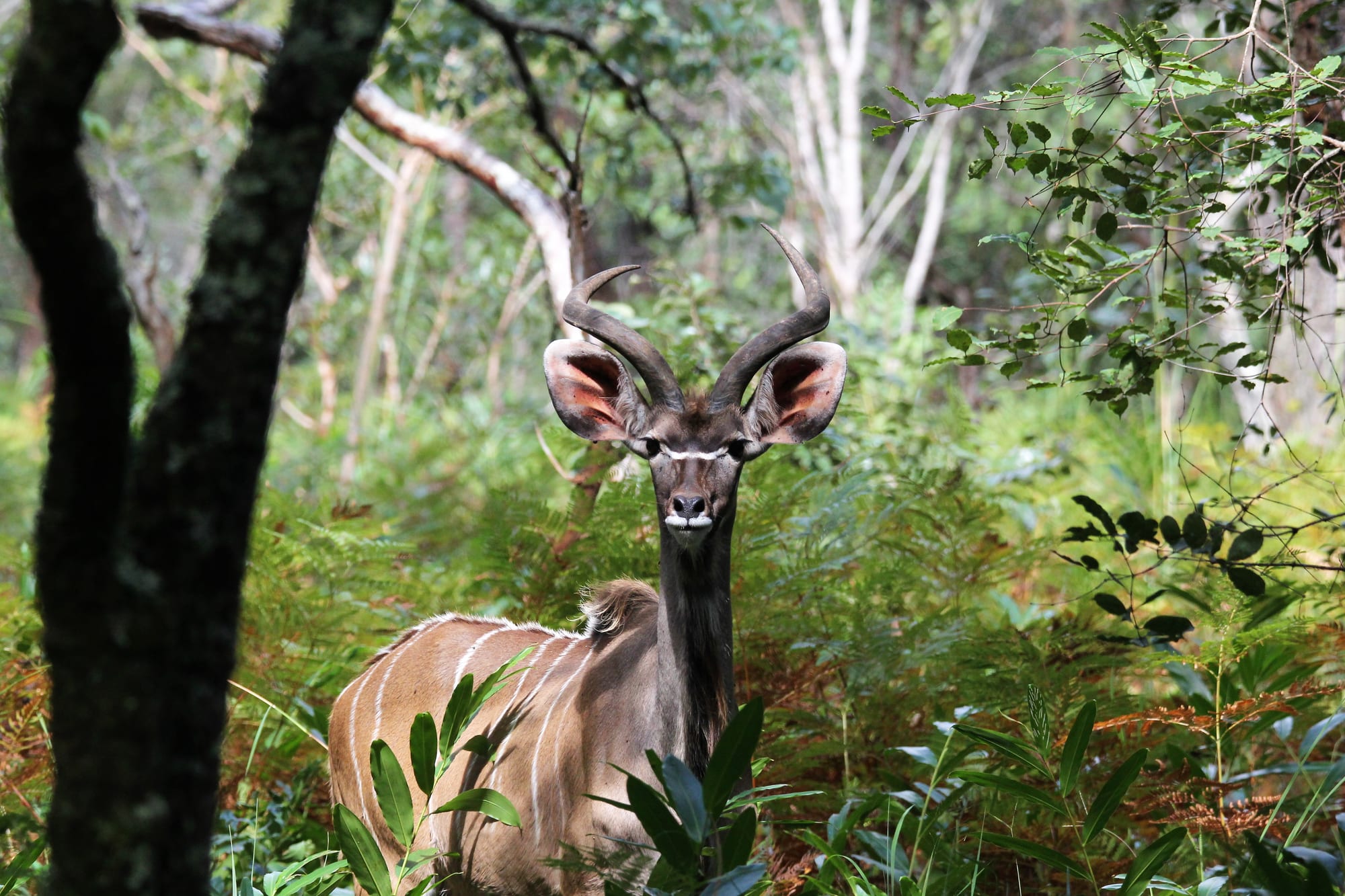 Kudu bull — side profile, spiral horns visible