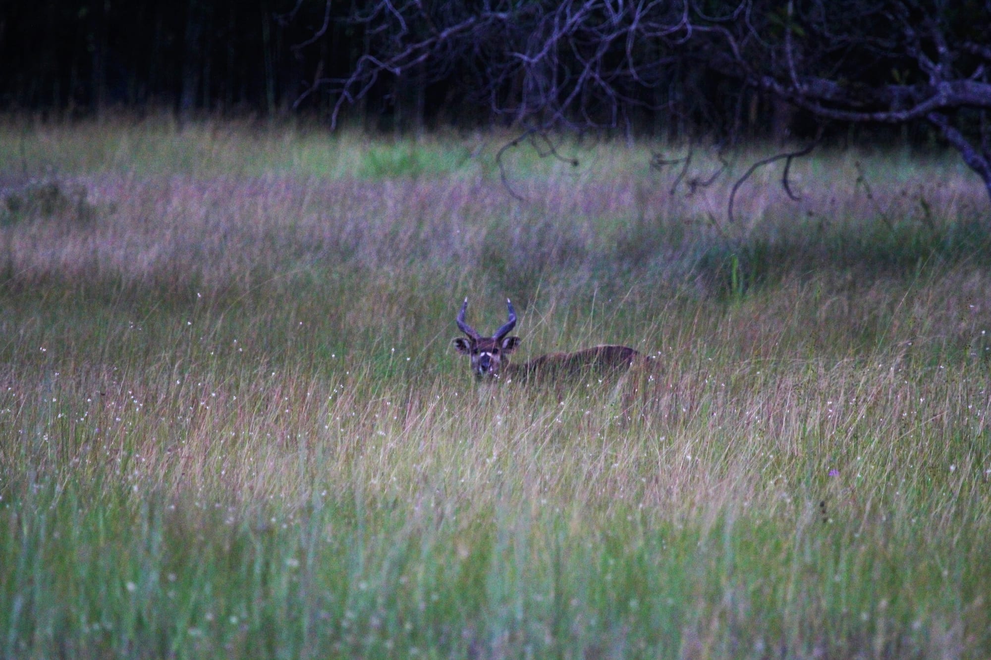 Concealed in the Grass