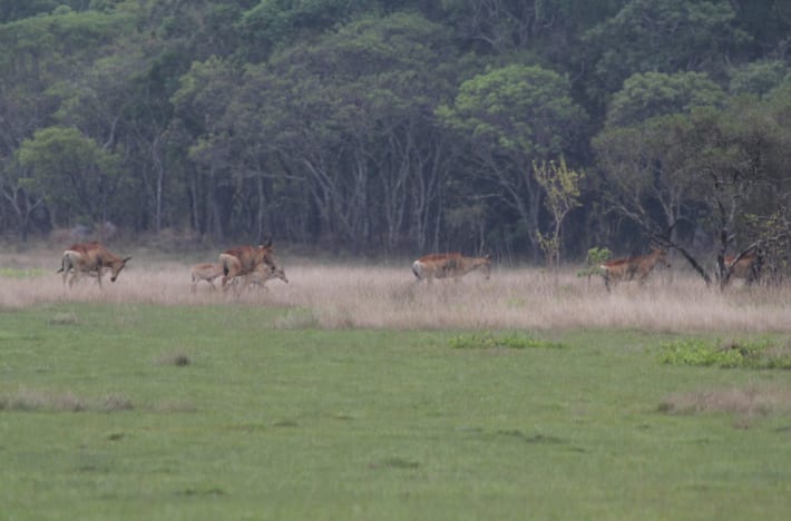 Plains Game on the Move