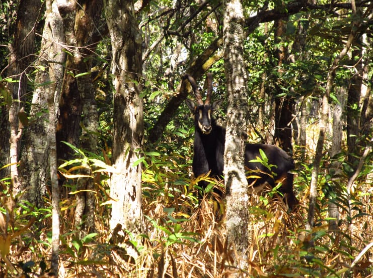 Dappled Woodland