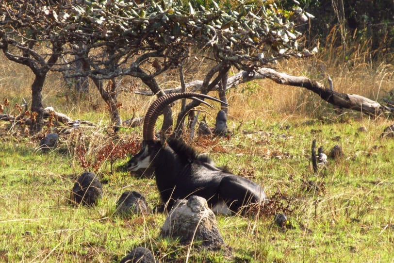 Miombo woodland — open canopy, golden light