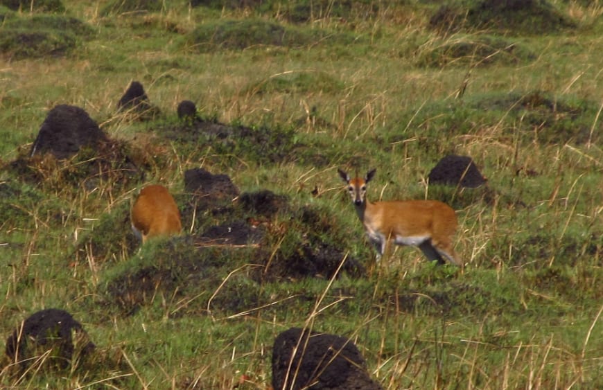 Duiker