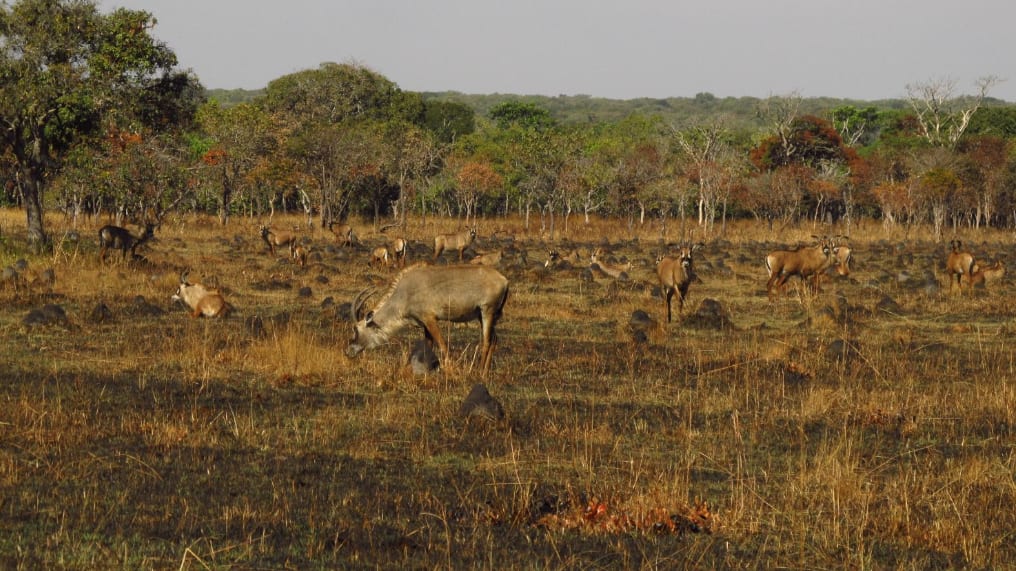 Roan on the Savanna