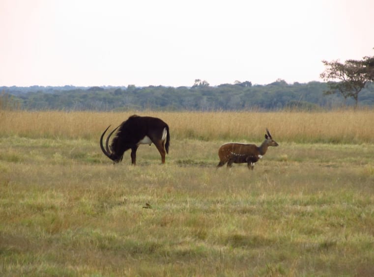 Sable & Bushbuck