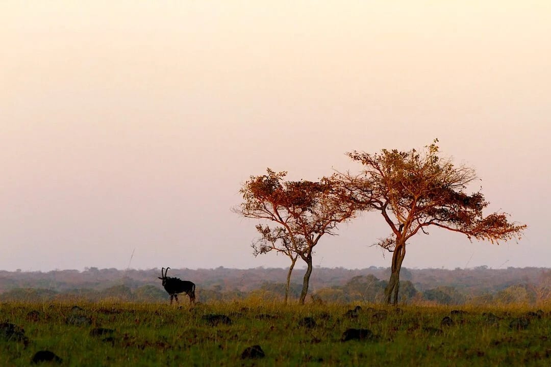 Hero Background — West Lunga River at dawn / wide landscape panorama