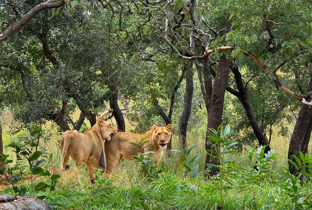 Two of the resident lions in the woodland